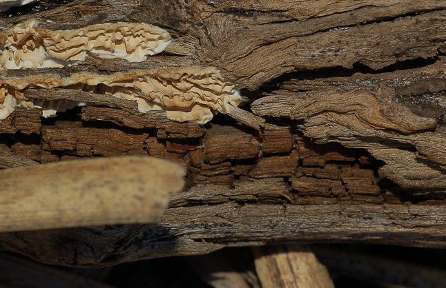 Quale Antrodia? (Antrodia albida)